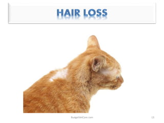 13BudgetVetCare.com
 