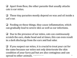 Apart from fleas, the other parasite that usually attacks
cats is ear mites.
 These tiny parasites mostly depend on wax and oil inside a
cat’s ear.
 Feeding on these things, they cause inflammation, which
can gradually lead to severe skin as well as ear infections.
 Due to the presence of ear mites, cats can continuously
scratch the ears, shake head and at times, this can even result
in a dark discharge from the ears and bad odor.
 If you suspect ear mites, it is crucial to treat your cat for
the same because ear mites not only deteriorate the skin
condition of your furry pal but are also contagious and can
spread to other animals. 18BudgetVetCare.com
 