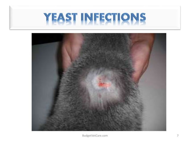 Picture of Common Skin Problems in Cats | PPTX