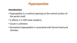 Hypospedias
Introduction
• Hypospadias is a urethral opening on the ventral surface of
the penile shaft.
• It affects 1 in 250 male newborn.
• Cause is unknown.
• Sometimes hypospadias is associated with Dorsal hood and
chordae.
 