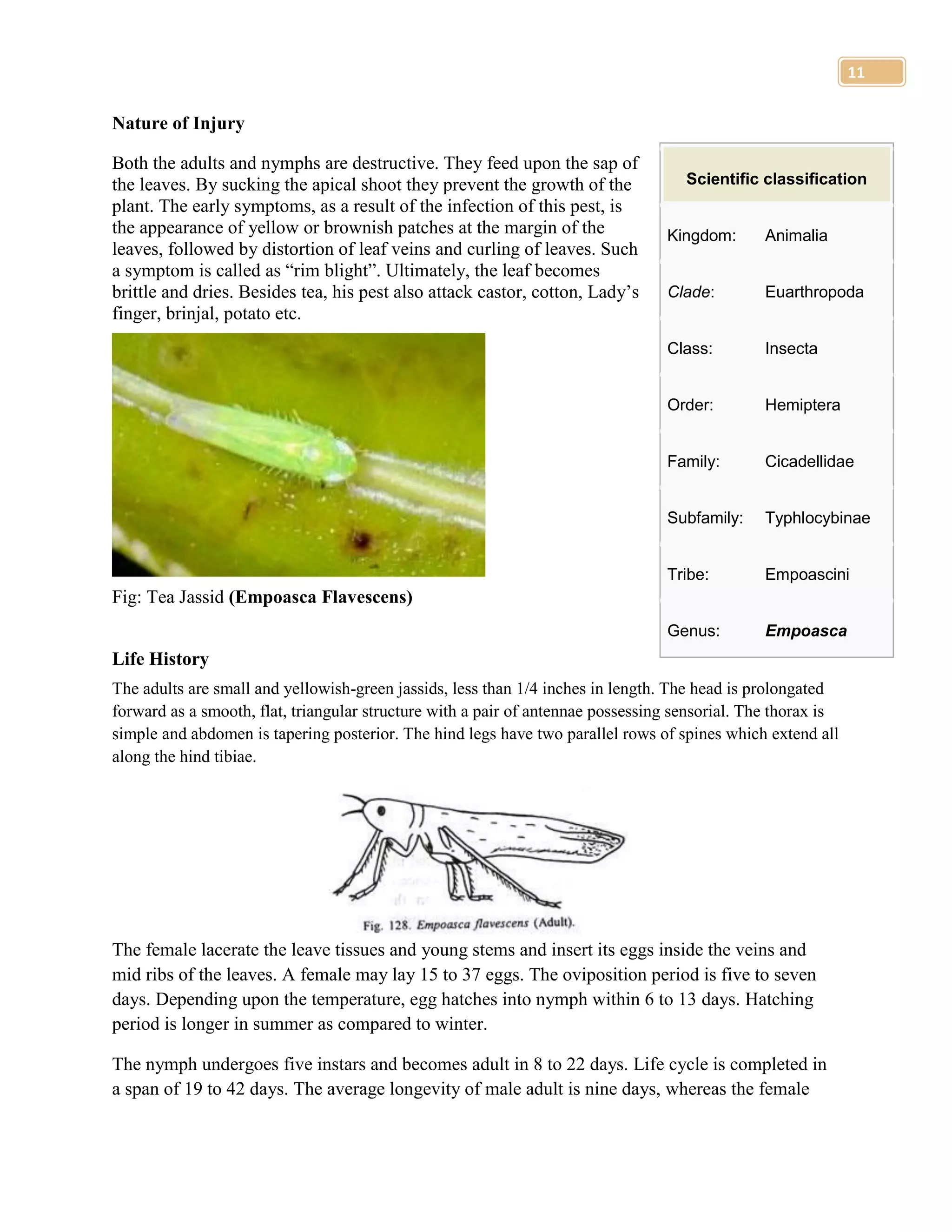 Common tea pests in bangladesh, their habit, Life Cycle & control ...