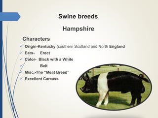Swine breeds
Hampshire
Characters
 Origin-Kentucky (southern Scotland and North England
 Ears- Erect
 Color- Black with a White
 Belt
 Misc.-The “Meat Breed”
 Excellent Carcass
 