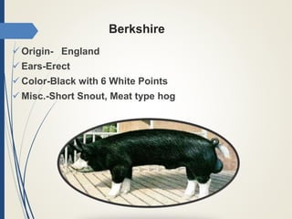 Berkshire
 Origin- England
 Ears-Erect
 Color-Black with 6 White Points
 Misc.-Short Snout, Meat type hog
 