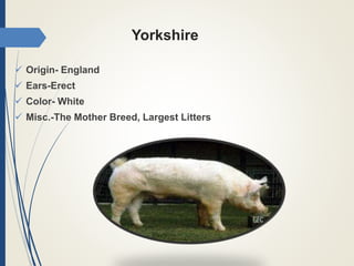 Yorkshire
 Origin- England
 Ears-Erect
 Color- White
 Misc.-The Mother Breed, Largest Litters
 