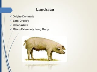 Landrace
 Origin- Denmark
 Ears-Droopy
 Color-White
 Misc.- Extremely Long Body
 
