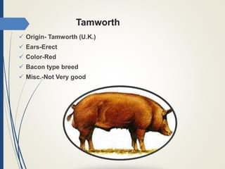 Tamworth
 Origin- Tamworth (U.K.)
 Ears-Erect
 Color-Red
 Bacon type breed
 Misc.-Not Very good
 