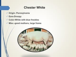 Chester White
 Origin- Pennsylvania
 Ears-Droopy
 Color-White with blue freckles
 Misc.-good mothers, large frame
 