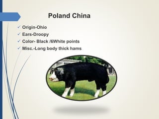 Poland China
 Origin-Ohio
 Ears-Droopy
 Color- Black /6White points
 Misc.-Long body thick hams
 