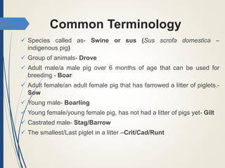 Common Terminology
 Species called as- Swine or sus (Sus scrofa domestica –
indigenous pig)
 Group of animals- Drove
 Adult male/a male pig over 6 months of age that can be used for
breeding - Boar
 Adult female/an adult female pig that has farrowed a litter of piglets.-
Sow
 Young male- Boarling
 Young female/young female pig, has not had a litter of pigs yet- Gilt
 Castrated male- Stag/Barrow
 The smallest/Last piglet in a litter –Crit/Cad/Runt
 