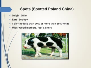 Spots (Spotted Poland China)
 Origin- Ohio
 Ears- Droopy
 Color-no less than 20% or more than 80% White
 Misc.-Good mothers, fast gainers
 