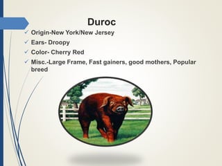 Duroc
 Origin-New York/New Jersey
 Ears- Droopy
 Color- Cherry Red
 Misc.-Large Frame, Fast gainers, good mothers, Popular
breed
 