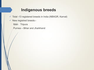 Indigenous breeds
 Total -13 registered breeds in India (NBAGR, Karnal)
 New registred breeds:-
Mali- Tripura
Purnea – Bihar and Jharkhand
 