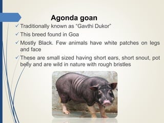  Traditionally known as “Gavthi Dukor”
 This breed found in Goa
 Mostly Black. Few animals have white patches on legs
and face
 These are small sized having short ears, short snout, pot
belly and are wild in nature with rough bristles
Agonda goan
 