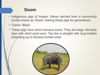 Doom
 Indigenous pigs of Assam. Name derived from a community
locally known as ‘Doom’ rearing these pigs for generations
 Colour- Black
 These pigs have short concave snout. They are large; flat belly
type with short erect ears. Top line is straight with long bristles
extending up to thoraco-lumber area
 