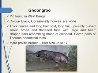 Ghoongroo
 Pig found in West Bengal
 Colour- Black, Occasionally hooves are white
 Thick coarse and long hair coat, long tail, upwardly curved
snout, broad and flattened face with large and heart
shaped ears resembling those of elephant. Seven pairs of
Thoraco-abdominal teats
 More prolific breeds – litter size up to 17
 