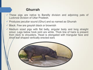 Ghurrah
 These pigs are native to Bareilly division and adjoining pats of
Lucknow division of Uttar Pradesh.
 Produces peculiar sound (Ghur) and so named as Ghurrah
 Black. Few are greyish black or brownish
 Medium sized pigs with flat belly, angular body and long straight
snout. Legs below hock joint are white. Thick line of hairs is present
from neck to shoulders. Head is elongated with triangular face and
short leaf shaped vertically erected ears
 