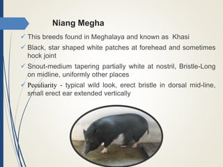 Niang Megha
 This breeds found in Meghalaya and known as Khasi
 Black, star shaped white patches at forehead and sometimes
hock joint
 Snout-medium tapering partially white at nostril, Bristle-Long
on midline, uniformly other places
 Peculiarity - typical wild look, erect bristle in dorsal mid-line,
small erect ear extended vertically
 
