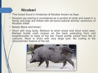 Nicobari
 This breed found in Andaman & Nicobar known as Naut
 Nicobari pig rearing is considered as a symbol of pride and asset in a
family and pigs are linked with all socio-cultural activity/ ceremony of
Nicobari tribes
 Mostly Black and brown
 Short with long body. Medium to short snout and short erect ears.
Marked bristle crest (mane) on the back extending from mid
head/shoulder to base of the tail. Facial profile varied from flat to
concave. Neck is short with very large jowl. No curling is the
characteristic feature of the tail.
 