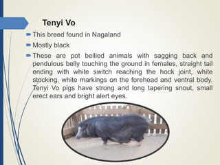 Tenyi Vo
This breed found in Nagaland
Mostly black
These are pot bellied animals with sagging back and
pendulous belly touching the ground in females, straight tail
ending with white switch reaching the hock joint, white
stocking, white markings on the forehead and ventral body.
Tenyi Vo pigs have strong and long tapering snout, small
erect ears and bright alert eyes.
 
