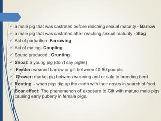  a male pig that was castrated before reaching sexual maturity - Barrow
 a male pig that was castrated after reaching sexual maturity - Stag
 Act of parturition- Farrowing
 Act of mating- Coupling
 Sound produced : Grunting
 Shoat: a young pig (don’t say piglet)
 Feeder: weaned barrow or gilt between 40-80 pounds
 Grower: market pig between weaning and or sale to breeding herd
 Rooting – when pigs dig up the earth with their noses in search of food.
 Boar effect: The phenomenon of exposure to Gilt with mature male pigs
causing early puberty in female pigs.
 