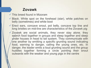 Zovawk
 This breed found in Mizoram
 Black. White spot on the forehead (star), white patches on
belly (sometimes) and white boot
 Erect ears, concave snout, pot belly, concave top line and
long bristles on mid-line are characteristics of the Zovawk pig
 Zovawk are social animals, they never stay alone. they
search food together in groups and sleep together and sleep
under houses in head to tail system. They communicate with
one another by emitting a specific grunting sound indicating
food, warning to danger, calling the young ones, etc. In
danger, the leader emits a loud grunting sound and the group
huddles together forming a circle pointing their snout
outwards with the weaker and young pigs in the centre
 