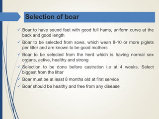 Selection of boar
 Boar to have sound feet with good full hams, uniform curve at the
back and good length
 Boar to be selected from sows, which wean 8-10 or more piglets
per litter and are known to be good mothers
 Boar to be selected from the herd which is having normal sex
organs, active, healthy and strong
 Selection to be done before castration i.e at 4 weeks. Select
biggest from the litter
 Boar must be at least 8 months old at first service
 Boar should be healthy and free from any disease
 