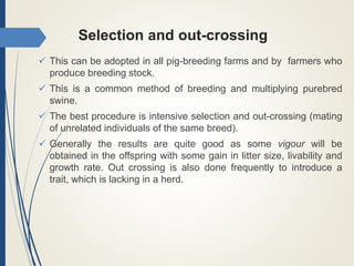 Selection and out-crossing
 This can be adopted in all pig-breeding farms and by farmers who
produce breeding stock.
 This is a common method of breeding and multiplying purebred
swine.
 The best procedure is intensive selection and out-crossing (mating
of unrelated individuals of the same breed).
 Generally the results are quite good as some vigour will be
obtained in the offspring with some gain in litter size, livability and
growth rate. Out crossing is also done frequently to introduce a
trait, which is lacking in a herd.
 