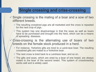 Single crossing and criss-crossing
 Single crossing is the mating of a boar and a sow of two
different breeds.
 The resulting crossbred pigs are all marketed and the cross is repeated
for the next crop of pigs.
 This system has one disadvantage in that the sows as well as boars
have to be purchased and brought into the herd, which can be a means
of spreading diseases.
 Criss-crossing is the alternating use of boars of two
breeds on the female stock produced in a herd.
 For instance, Yorkshire gilts are bred to a Land-race boar. The resulting
crossbred gilts are mated to a Yorkshire boar.
 The next cross is bred back to a Landrace boar, and so on.
 The gilts and sows, which are sired by a boar of one breed, are always
mated to the boar of the second breed. This system of crossbreeding
works well and is widely used.
 
