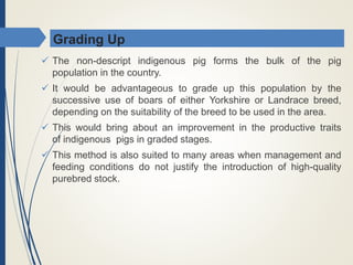 Grading Up
 The non-descript indigenous pig forms the bulk of the pig
population in the country.
 It would be advantageous to grade up this population by the
successive use of boars of either Yorkshire or Landrace breed,
depending on the suitability of the breed to be used in the area.
 This would bring about an improvement in the productive traits
of indigenous pigs in graded stages.
 This method is also suited to many areas when management and
feeding conditions do not justify the introduction of high-quality
purebred stock.
 