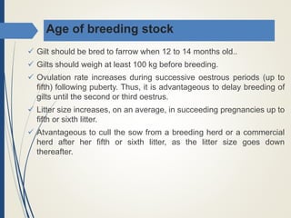 Age of breeding stock
 Gilt should be bred to farrow when 12 to 14 months old..
 Gilts should weigh at least 100 kg before breeding.
 Ovulation rate increases during successive oestrous periods (up to
fifth) following puberty. Thus, it is advantageous to delay breeding of
gilts until the second or third oestrus.
 Litter size increases, on an average, in succeeding pregnancies up to
fifth or sixth litter.
 Atvantageous to cull the sow from a breeding herd or a commercial
herd after her fifth or sixth litter, as the litter size goes down
thereafter.
 