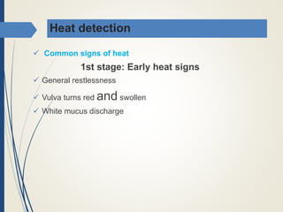 Heat detection
 Common signs of heat
1st stage: Early heat signs
 General restlessness
 Vulva turns red and swollen
 White mucus discharge
 