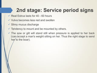 2nd stage: Service period signs
 Real Estrus lasts for 40 - 60 hours
 Vulva becomes less red and swollen
 Slimy mucus discharge
 Tendency to mount and be mounted by others.
 The sow or gilt will stand still when pressure is applied to her back
(can accept a man's weight sitting on her. Thus the right stage to send
her to the boar).
 