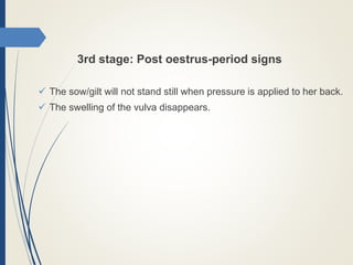3rd stage: Post oestrus-period signs
 The sow/gilt will not stand still when pressure is applied to her back.
 The swelling of the vulva disappears.
 