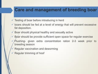 Care and management of breeding boar
 Testing of boar before introducing in herd
 boars should be fed at a level of energy that will prevent excessive
fat deposition.
 Boar should physical healthy and sexually active
 Boar should be provide sufficient open space for regular exercise
 Flushing- given extra concentration ration 2-3 week prior to
breeding season
 Regular vaccination and deworming
 Regular trimming of hoof
 