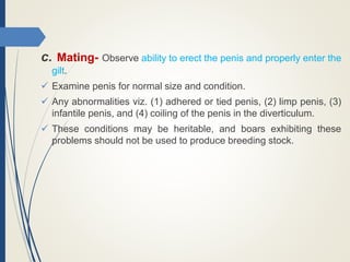 c. Mating- Observe ability to erect the penis and properly enter the
gilt.
 Examine penis for normal size and condition.
 Any abnormalities viz. (1) adhered or tied penis, (2) limp penis, (3)
infantile penis, and (4) coiling of the penis in the diverticulum.
 These conditions may be heritable, and boars exhibiting these
problems should not be used to produce breeding stock.
 