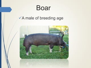 Boar
A male of breeding age
 