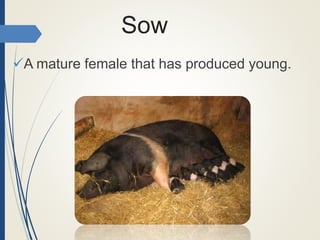 Sow
A mature female that has produced young.
 