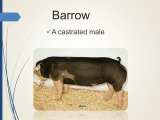 Barrow
A castrated male
 