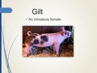 Gilt
An immature female
 