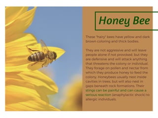 Honey Bee
These "hairy" bees have yellow and dark
brown coloring and thick bodies.
They are not aggressive and will leave
people alone if not provoked, but they
are defensive and will attack anything
that threatens the colony or individual.
They forage on pollen and nectar from
which they produce honey to feed the
colony. Honeybees usually nest inside
cavities in trees, but will also nest in
gaps beneath rock formations. Their
stings can be painful and can cause a
serious reaction (anaphylactic shock) to
allergic individuals.
 