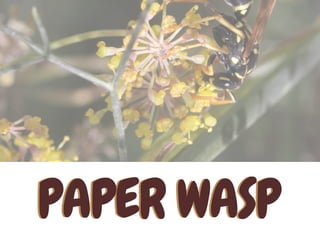 PAPER WASPPAPER WASP
 