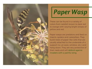 Paper Wasp
These can be found in a variety of
colors from reddish brown to dark red
to orange with varying bright stripes of
yellow and red.
Paper wasps are predators and feed on
insects, spiders and caterpillars. They
build nests of paper-like cells that are
usually attached to the underside of a
support (i.e. an eave, window, etc.) and
hang down. They are very protective of
their nests and will defend against
invaders with a painful sting.
 