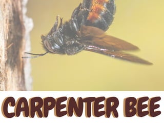 CARPENTER BEECARPENTER BEE
 