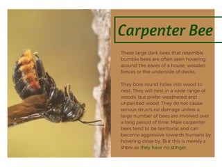 Carpenter Bee
These large dark bees that resemble
bumble bees are often seen hovering
around the eaves of a house, wooden
fences or the underside of decks.
They bore round holes into wood to
nest. They will nest in a wide range of
woods, but prefer weathered and
unpainted wood. They do not cause
serious structural damage unless a
large number of bees are involved over
a long period of time. Male carpenter
bees tend to be territorial and can
become aggressive towards humans by
hovering close by. But this is merely a
show as they have no stinger.
 