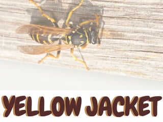 YELLOW JACKETYELLOW JACKET
 