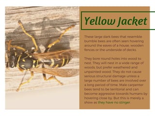 Yellow Jacket
These large dark bees that resemble
bumble bees are often seen hovering
around the eaves of a house, wooden
fences or the underside of decks.
They bore round holes into wood to
nest. They will nest in a wide range of
woods, but prefer weathered and
unpainted wood. They do not cause
serious structural damage unless a
large number of bees are involved over
a long period of time. Male carpenter
bees tend to be territorial and can
become aggressive towards humans by
hovering close by. But this is merely a
show as they have no stinger.
 