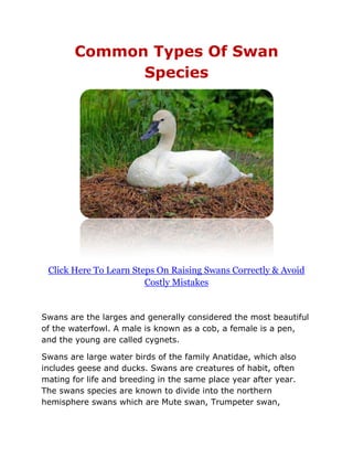 Common Types Of Swan
              Species




 Click Here To Learn Steps On Raising Swans Correctly & Avoid
                        Costly Mistakes


Swans are the larges and generally considered the most beautiful
of the waterfowl. A male is known as a cob, a female is a pen,
and the young are called cygnets.

Swans are large water birds of the family Anatidae, which also
includes geese and ducks. Swans are creatures of habit, often
mating for life and breeding in the same place year after year.
The swans species are known to divide into the northern
hemisphere swans which are Mute swan, Trumpeter swan,
 