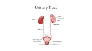 Urinary Tract
 