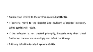 • An infection limited to the urethra is called urethritis.
• If bacteria move to the bladder and multiply, a bladder infection,
called cystitis will result.
• If the infection is not treated promptly, bacteria may then travel
further up the ureters to multiply and infect the kidneys.
• A kidney infection is called pyelonephritis.
 