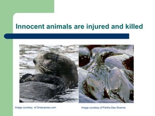 Innocent animals are injured and killed Image courtesy  of Greenpress.com Image courtesy of Partha Das Sharma  